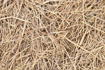 Surface of dry yellow straw grass background texture after havest for abstract background.