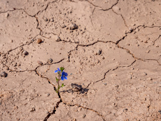 Blume kämpft sich durch trockenen Boden