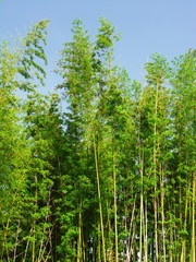 初夏の竹林と青空