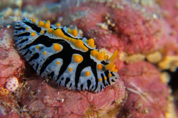 Nudibranch