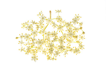 Elderberry flowers isolated
