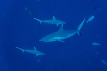Obraz premium Sharks
