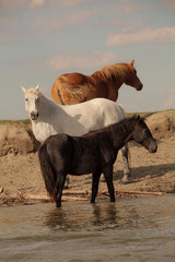 three horses in water 