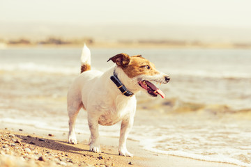Jack Russell Terrier at dog friendly sea beach walking off leash before sunset