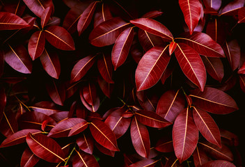Fototapeta na wymiar Closeup beautiful red leaves pattern from the buds on the branch of tree in springtime