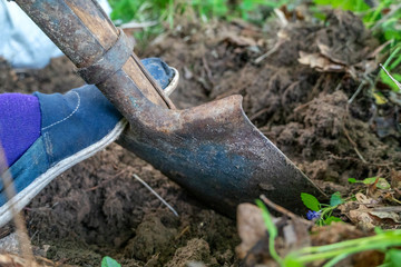 Fototapeta na wymiar Gardener digging in the garden. Soil preparation for planting in spring. Gardening. Dig a shovel