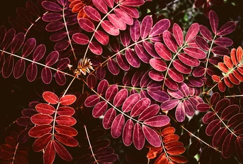 Closeup rote Blätter Muster auf dem Blattstiel von den Knospen am Baum im Wald © Hatori_Shisuka