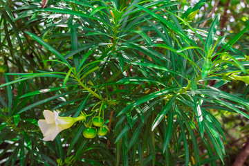 Cascabela thevetia, White oleander, Lucky nut, Lucky Bean, Trumpet Flower (Thevetia Peruviana (Pers.) K.Schum) blooming on tree in the tropical garden of Thailand