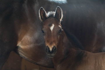 Portrait of a brown newborn foal of 5 days old against the background of a big horse of mother. The...