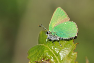 Thècle de la ronce ou argus vert