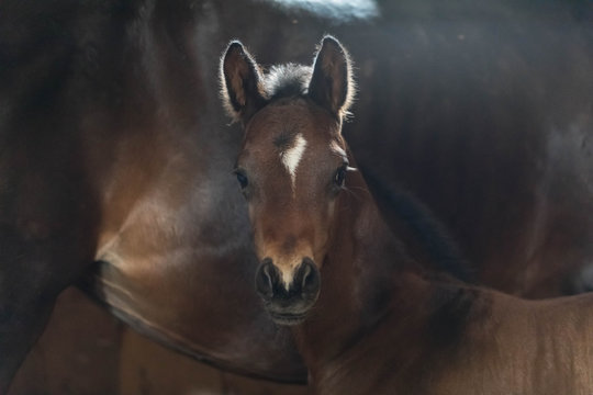 Portrait of a brown newborn foal of 5 days old against the background of a big horse of mother. The kid looks with curiosity in the camera. Horses stand in the stall. Dark background. 