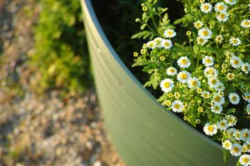 Fototapeta na wymiar North poles flowering in garden