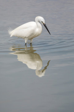 Little egret, egretta garzetta, stanging in water, Camargue, France