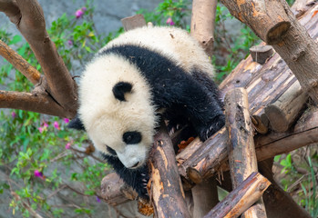 Naklejka na ściany i meble A cute little panda is climbing a tree trunk