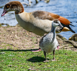 Egyptian goose (alopochen aegyptiaca) gosling, normally called a duckling as the species is closely related to the shelduck