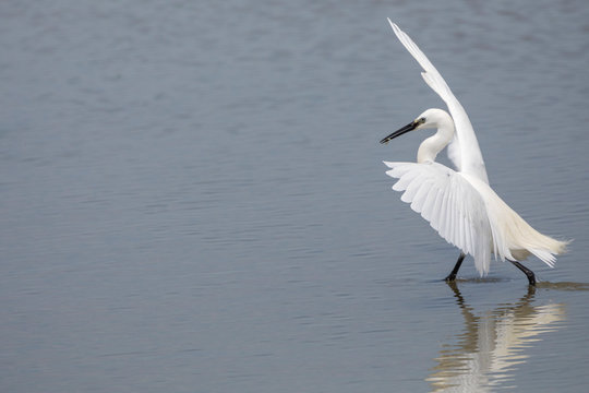Little egret, egretta garzetta, stanging in water and spreading wings, Camargue, France