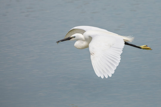 Little egret, egretta garzetta, flying in Camargue, France