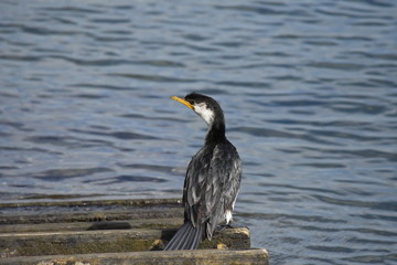 Little Pied Cormorant resting on the ramp