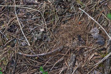 Background. Spruce sticks, spruce needles on the ground