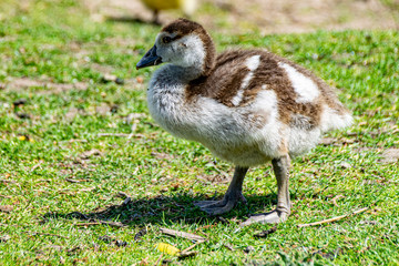 Egyptian goose (alopochen aegyptiaca) gosling, normally called a duckling as the species is closely related to the shelduck