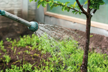 watering tree with a garden hose in a garden - 269981515