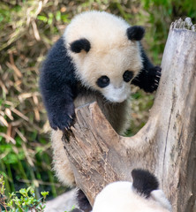 Obraz premium A cute little panda is climbing a tree trunk