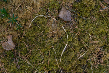 Background. Moss in the forest.