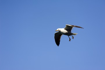 Soaring Seagull searching for food