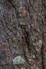 Background. Pine tree bark
