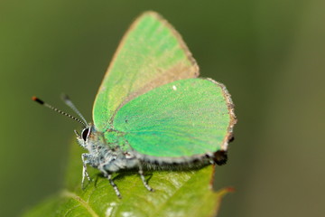 Thècle de la ronce ou argus vert