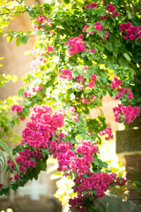 flowers in the garden