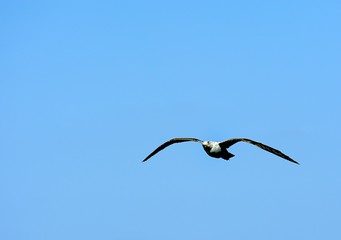 Soaring Seagull searching for food
