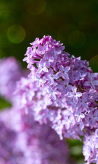 Close up of blossoming lilac isolated on green.