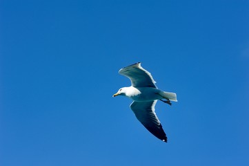 Soaring Seagull searching for food