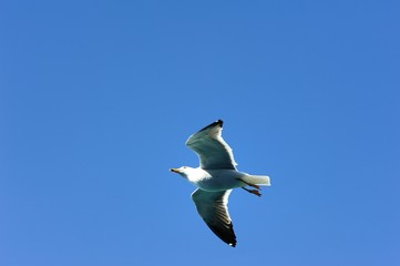 Soaring Seagull searching for food