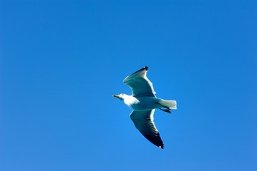 Soaring Seagull searching for food