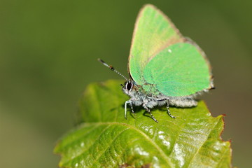 Thècle de la ronce ou argus vert