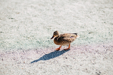 wild ducks near the water
