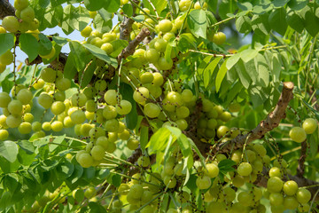 star gooseberry on tree