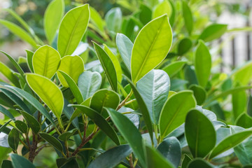 green leaves plants grow in home garden in summer