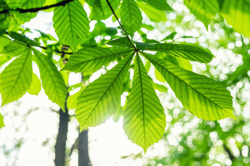 Close-up horse chestnut tree leaves with beautiful sunlight on background. Natural green forest or park wallpaper