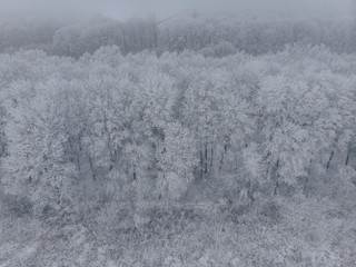 Field and white frozen trees in fog in winter, aerial view from the high