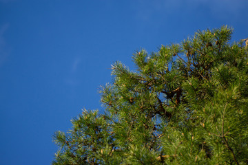 branches of green spruce against the blue sky