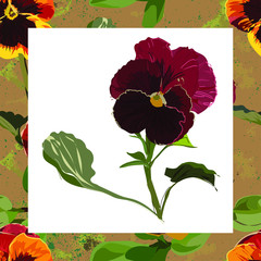 Brown frame with green watercolor splashes with colors. A large flower - burgundy pansies, on a white background.