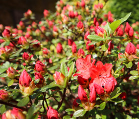 Opening of beautiful red azalea flower in spring garden. Gardening concept. Floral background
