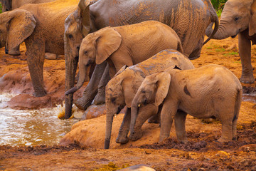 Obraz premium Elephants of Addo National Park