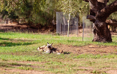 A Couple Of African Wild Dogs