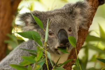 Cute Australian Koala resting during the day.