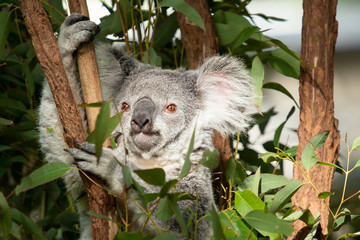 Fototapeta na wymiar Cute Australian Koala resting during the day.