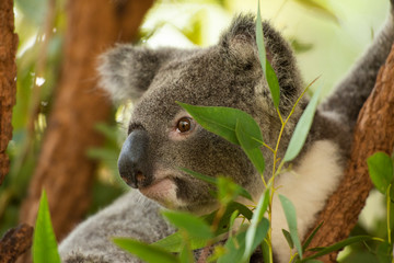 Cute Australian Koala resting during the day.
